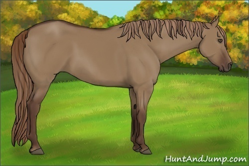 Horse Color:Liver Red Dun 