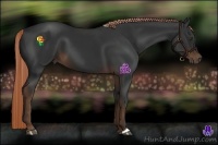 Horse Color:Liver Chestnut Frame 