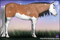 Horse Color:Bay Splash 