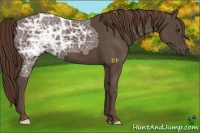 Horse Color:Liver Chestnut Ice Frame 