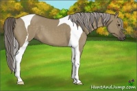 Horse Color:Chocolate Palomino Dun Tobiano 