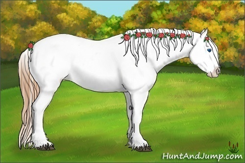 Horse Color:Grullo Splash Blanket Rabicano