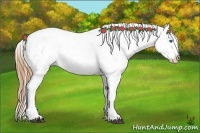 Horse Color:Grullo Splash Blanket Rabicano