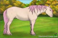 Horse Color:Watercolor Amber Cream Champagne Dun 