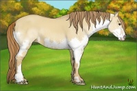 Horse Color:Red Dun Splash Frame