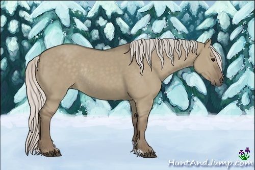 Horse Color:Silver Grullo Sabino Rabicano 