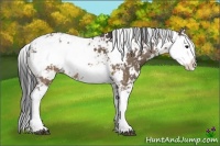 Horse Color:Brown Dun Sabino 