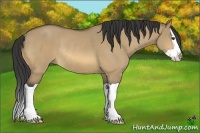 Horse Color:Buckskin Dun Splash Rabicano