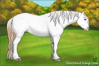Horse Color:Smoky Grullo Splash Appaloosa 