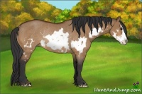 Horse Color:Bay Dun Splash Frame Rabicano
