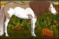 Horse Color:Red Dun Splash Frame