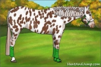 Horse Color:Chestnut Tobiano Appaloosa