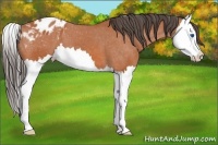 Horse Color:Bay Splash Appaloosa