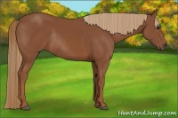 Horse Color:Chestnut Rabicano 