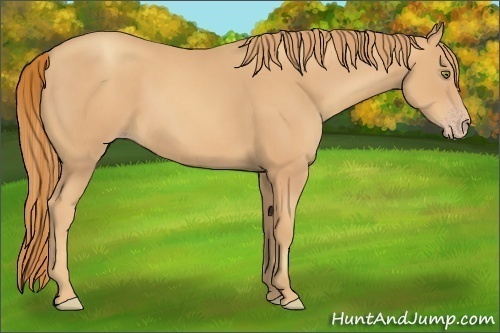 Horse Color:Gold Champagne Rabicano