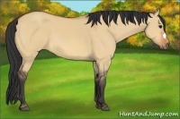 Horse Color:Bay Dun