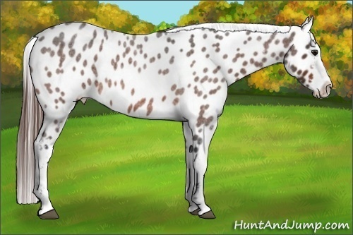 Horse Color:Bay Roan Appaloosa