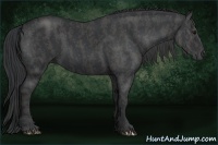 Horse Color:Black  Brindle