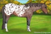 Horse Color:Bay Roan Appaloosa