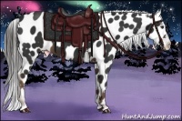 Horse Color:Liver Chestnut Appaloosa Rabicano