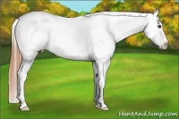Horse Color:Buckskin Roan Dun Appaloosa