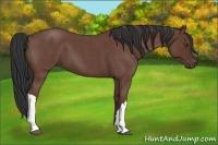 Horse Color:Bay Roan 