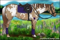 Horse Color:White Spotted Red Dun Frame 