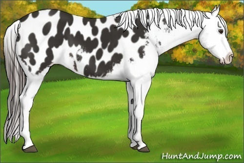 Horse Color:Liver Chestnut Frame Appaloosa 