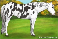 Horse Color:Liver Chestnut Frame Appaloosa 