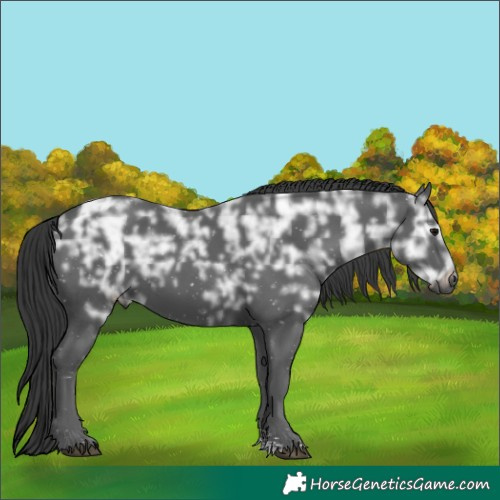Horse Color:Black Ice Sabino 