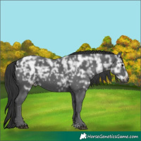 Horse Color:Black Ice Sabino