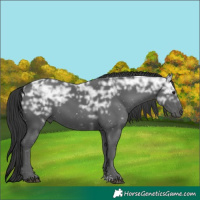 Horse Color:Black Ice Sabino