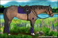 Horse Color:Buckskin Rabicano 