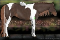 Horse Color:Liver Chestnut Tobiano