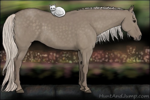 Horse Color:Silver Grullo 