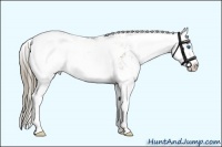 Horse Color:Liver Red Dun Ice Sabino Splash 