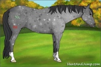 Horse Color:Black 