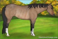 Horse Color:Bay Dun Rabicano 
