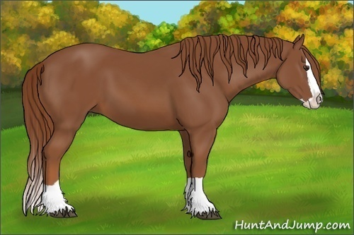 Horse Color:Chestnut Splash 