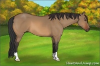 Horse Color:Bay Dun