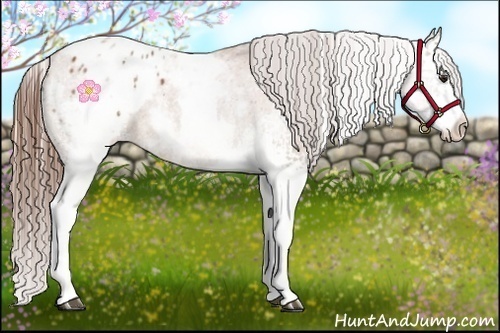 Horse Color:White Spotted Bay Appaloosa