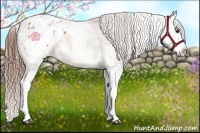 Horse Color:White Spotted Bay Appaloosa 