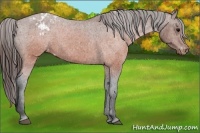 Horse Color:Brown Appaloosa 