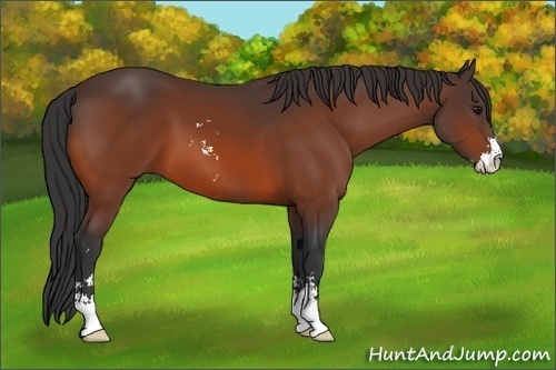 Horse Color:Bay Sabino