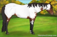 Horse Color:Brown Appaloosa