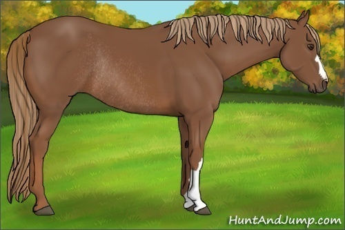 Horse Color:Chestnut Rabicano