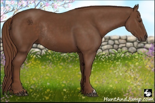 Horse Color:Chestnut Rabicano