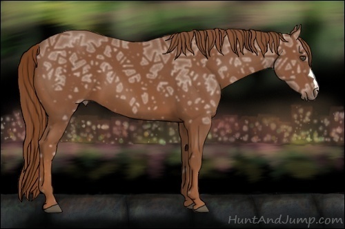 Horse Color:Chestnut Ice 