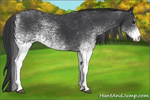 Horse Color:White Spotted Black