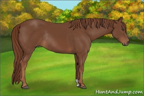 Horse Color:Chestnut Rabicano 